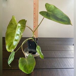 Philodendron Paraiso Verde with beautiful variegation